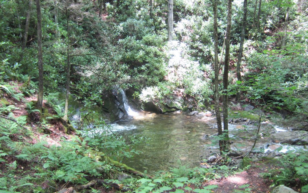 My Bones Remember: How I Discovered the Healing Effects of Forest Bathing and Invented Natural Fiber Outdoor Gear