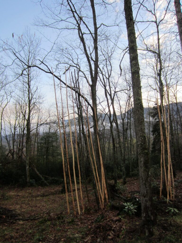 Peeled tipi poles leaning against a tree to dry in a bare winter forest