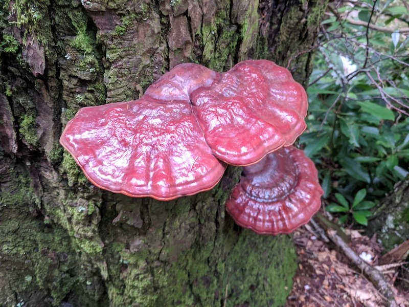 Glossy red reishi mushrooms growing on a tree trunk beside Thee Creek